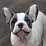 dog, french_bulldog, puppy, close_up, ears, cute, pet, animal, indoor, floor, looking_up, white, gray, black, face, nostrils, whiskers, snout, fur, young