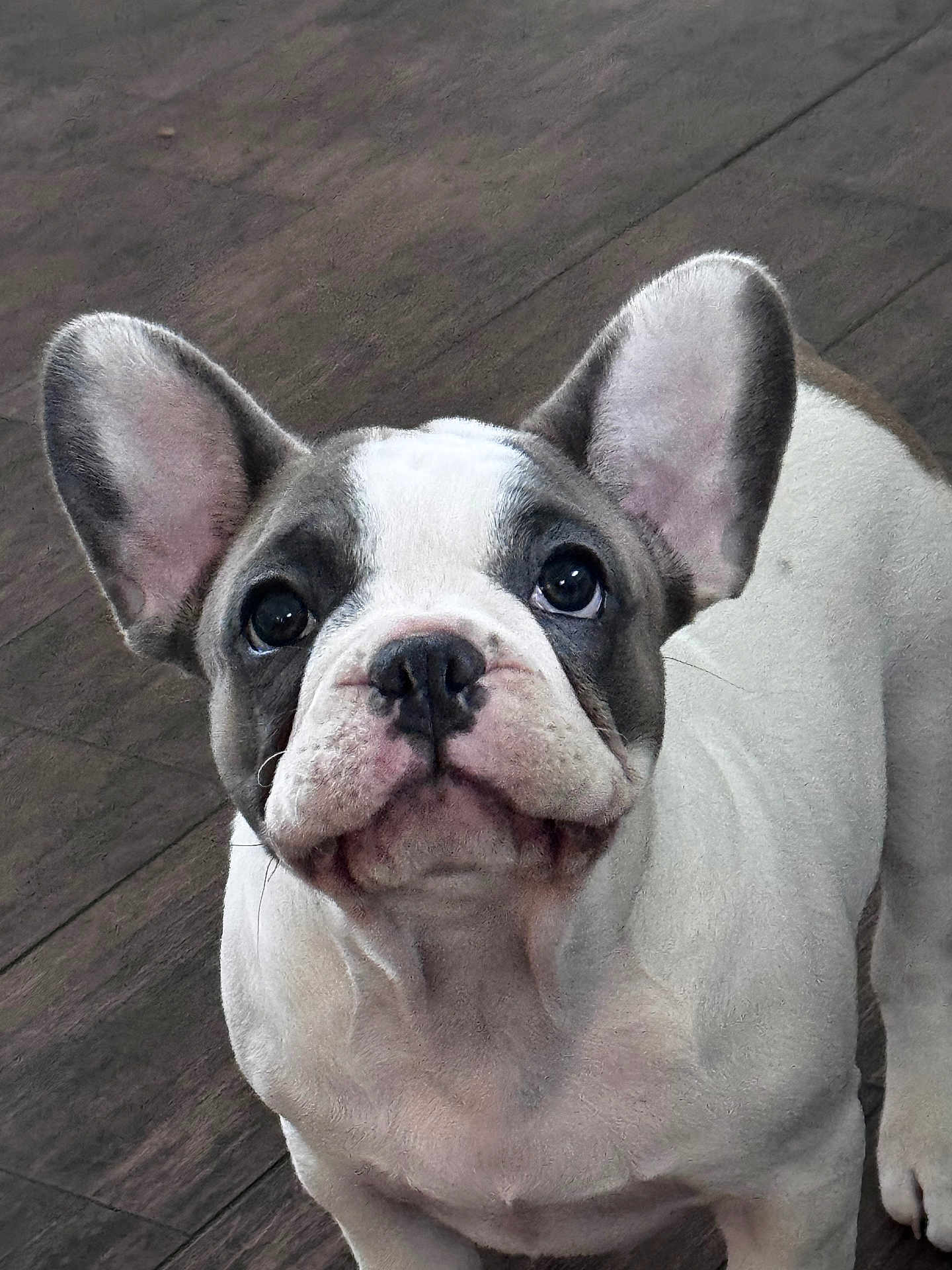 Fifi joined the competition — help win amazing prizes! dog, french_bulldog, puppy, close_up, ears, cute, pet, animal, indoor, floor, looking_up, white, gray, black, face, nostrils, whiskers, snout, fur, young