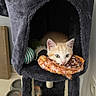 Symba participe au concours pour gagner de l'argent avec cette photo : kitten, cat_tree, toy, blanket, orange_cat, white_cat, pet, indoor, cozy, feline, playful, resting, fur, ears, whiskers, floor, feeding_bowl, scratching_post, home, cute