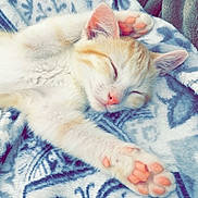 Symba a rejoint le concours — aidez-le/la à gagner de superbes lots ! kitten, sleeping, cat, paw, blanket, cozy, cute, fur, pet, indoor, animal, relaxation, soft, pattern, pink_nose, orange_fur, white_fur, closeup, rest, nap