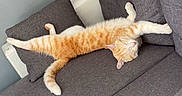 Symba participe au concours pour gagner de l'argent avec cette photo : cat, orange_cat, sleeping, stretching, couch, gray_couch, pillow, indoor, relaxed, pet, feline, fur, whiskers, paw, tail, home, cozy, resting, animal, domestic_animal