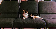Patricia joined the competition — help win amazing prizes! animal, calico_cat, calm, cat, chair, cozy, domestic_cat, furniture, gray, home, indoor, lounging, nostalgic, pet, relaxed, resting, three_chairs, timestamp, vintage, window