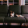 animal, calico_cat, calm, cat, chair, cozy, domestic_cat, furniture, gray, home, indoor, lounging, nostalgic, pet, relaxed, resting, three_chairs, timestamp, vintage, window