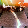 Patricia is registered to the contest to win money with this photo: calico_cat, cat, chair, cozy, domestic_animal, eyes, fur, furniture, home, indoor, paws, pet, relaxing, resting, retro_filter, sunbeam, texture, upside_down, vintage_style, whiskers