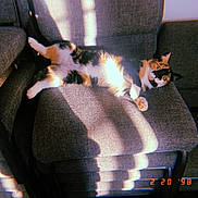 Patricia is registered to the contest to win money with this photo: animal, calico_cat, calm, cat, chair, cozy, cute, domestic_animal, fabric, feline, home, indoor, pet, relaxing, resting, shadow, striped_shadow, sunlight, timestamp, vintage
