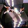 animal, calico_cat, calm, cat, chair, cozy, cute, domestic_animal, fabric, feline, home, indoor, pet, relaxing, resting, shadow, striped_shadow, sunlight, timestamp, vintage
