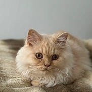 Azur a rejoint le concours — aidez-le/la à gagner de superbes lots ! cat, fluffy, cream_colored, pet, animal, feline, soft, blanket, cozy, relaxed, indoor, cute, mammal, whiskers, ears, fur, laying, closeup, portrait, domestic_cat