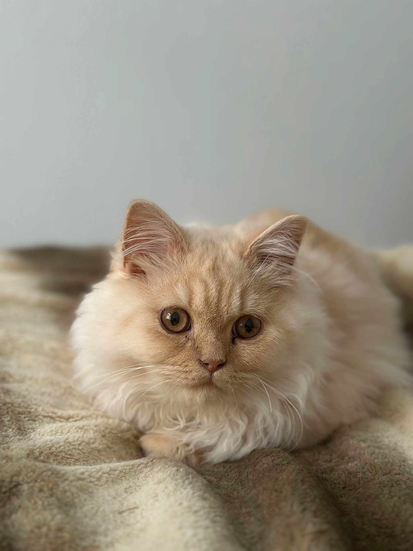 Azur a rejoint le concours — aidez-le/la à gagner de superbes lots ! cat, fluffy, cream_colored, pet, animal, feline, soft, blanket, cozy, relaxed, indoor, cute, mammal, whiskers, ears, fur, laying, closeup, portrait, domestic_cat