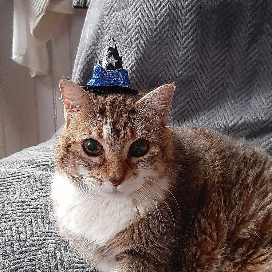 Zena