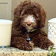 Browny is registered to the contest to win money with this photo: adorable, animal, brown_fur, collar, container, countertop, cute, decor, dog, fluffy, granite, houseplant, indoor, laying_down, pet, puppy, relaxed, tongue_hidden, white_fur, young_dog