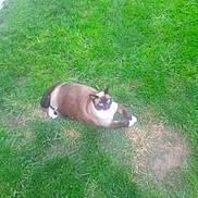 Jade a rejoint le concours — aidez-le/la à gagner de superbes lots ! cat, siamese_cat, grass, lawn, outdoor, pet, animal, fur, blue_eyes, curious, resting, nature, green, patchy_grass, sidewalk, mammal, whiskers, paws, domestic_cat, cute