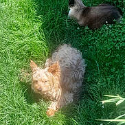 Pepsi a rejoint le concours — aidez-le/la à gagner de superbes lots ! dog, cat, grass, outdoor, sunlight, pet, animal, garden, greenery, nature, fur, relaxing, daylight, siamese_cat, small_dog, peaceful, summer, grass_patch, curly_fur, pets_together