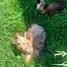 dog, cat, grass, outdoor, sunlight, pet, animal, garden, greenery, nature, fur, relaxing, daylight, siamese_cat, small_dog, peaceful, summer, grass_patch, curly_fur, pets_together