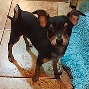 Birdy joined the competition — help win amazing prizes! dog, small_dog, puppy, black_dog, tan_dog, ears, floor, tile_floor, blue_rug, pet, animal, cute, looking, indoor, curious, standing, young_dog, domestic_animal, companion, fur