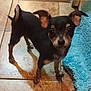 dog, small_dog, puppy, black_dog, tan_dog, ears, floor, tile_floor, blue_rug, pet, animal, cute, looking, indoor, curious, standing, young_dog, domestic_animal, companion, fur