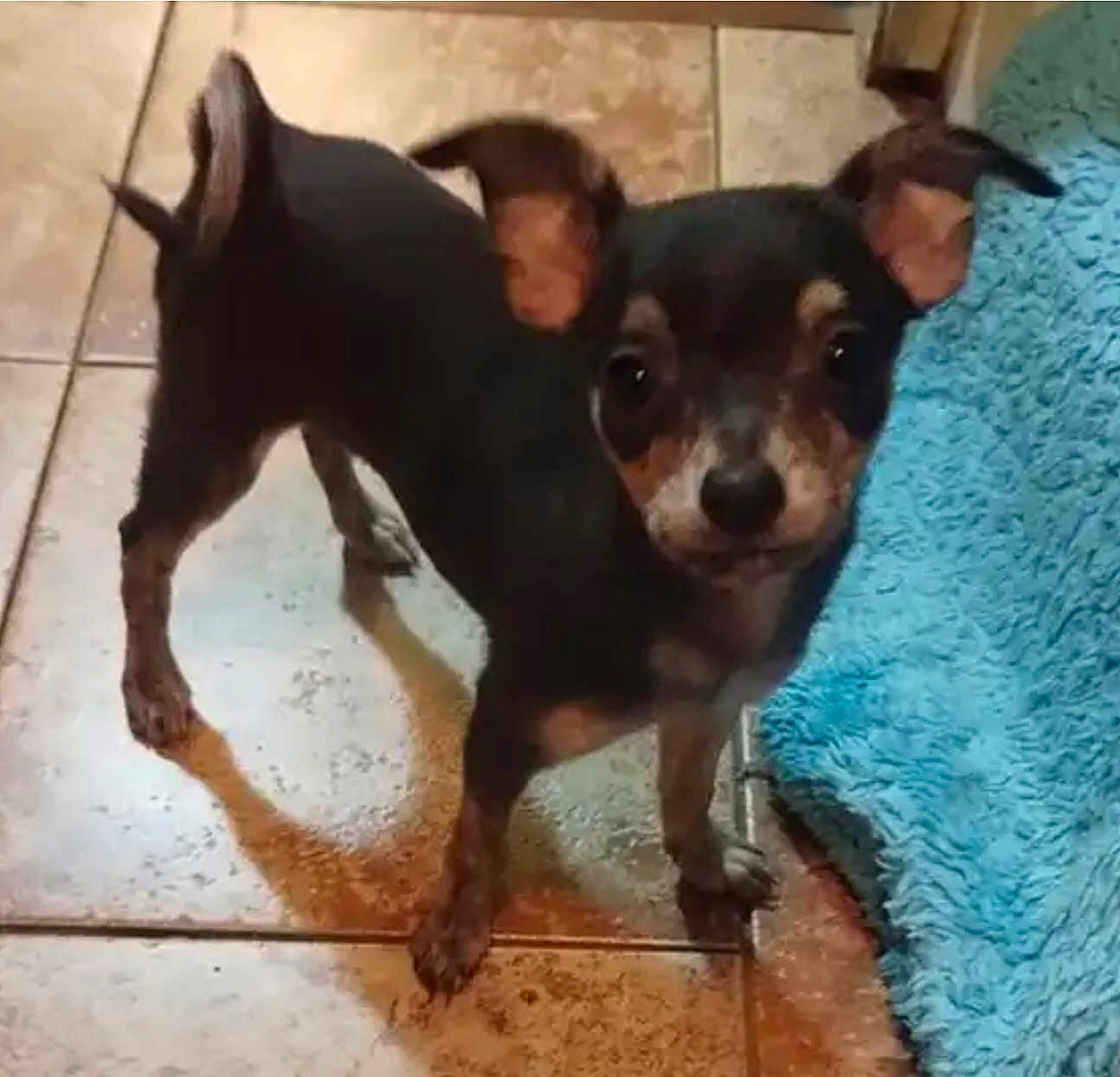 Birdy joined the competition — help win amazing prizes! dog, small_dog, puppy, black_dog, tan_dog, ears, floor, tile_floor, blue_rug, pet, animal, cute, looking, indoor, curious, standing, young_dog, domestic_animal, companion, fur