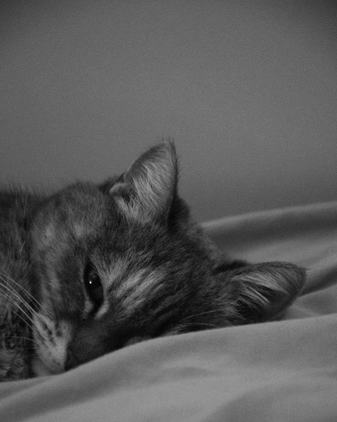 Doudoune a rejoint le concours — aidez-le/la à gagner de superbes lots ! carnivore, cat, comfort, darkness, domestic_short_haired_cat, ear, felidae, fur, grey, monochrome, monochrome_photography, paw, small_to_medium_sized_cats, snout, still_life_photography, whiskers, wildlife, window