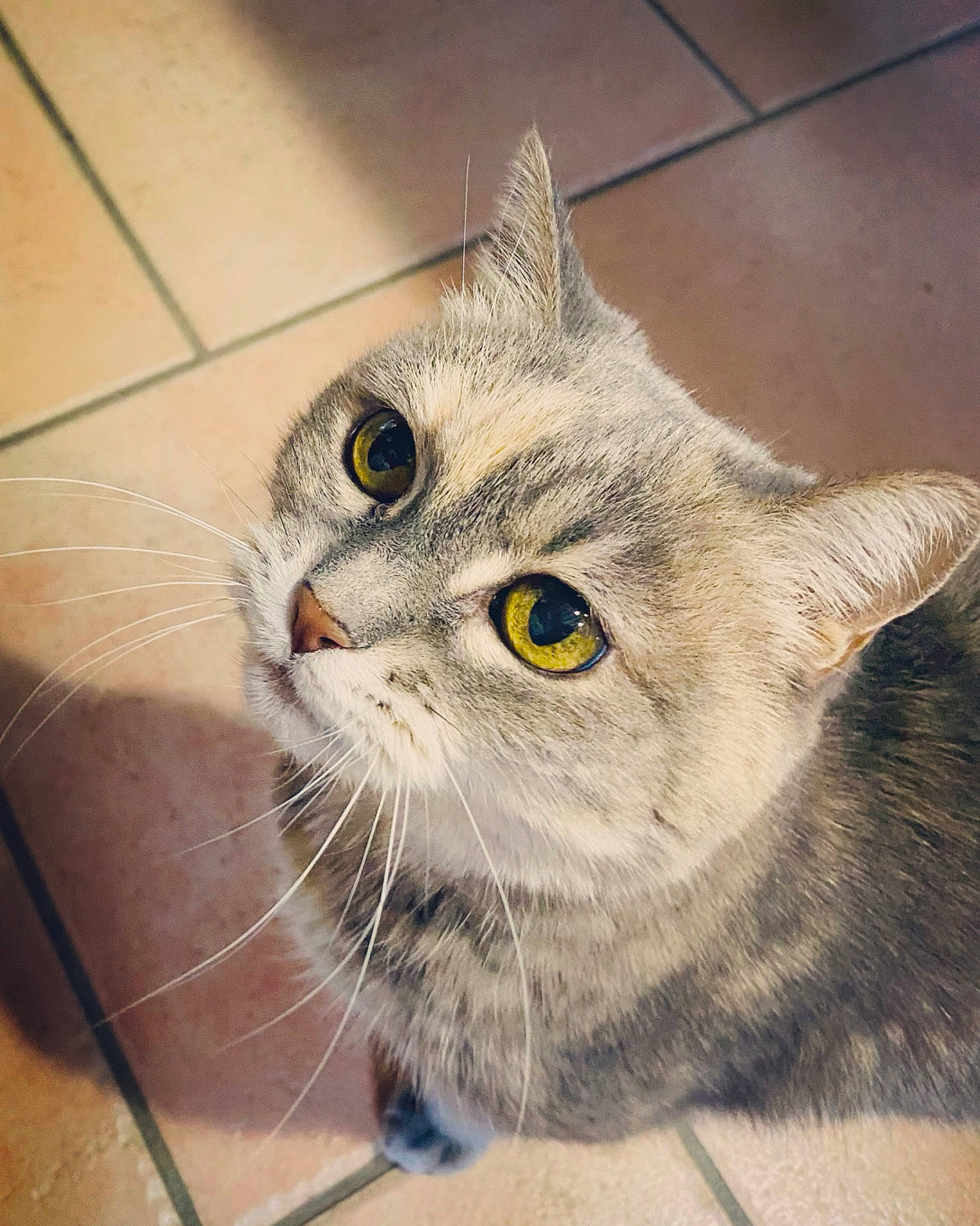 Doudoune a rejoint le concours — aidez-le/la à gagner de superbes lots ! carnivore, cat, claw, domestic_short_haired_cat, fawn, felidae, fur, paw, small_to_medium_sized_cats, snout, whiskers, window