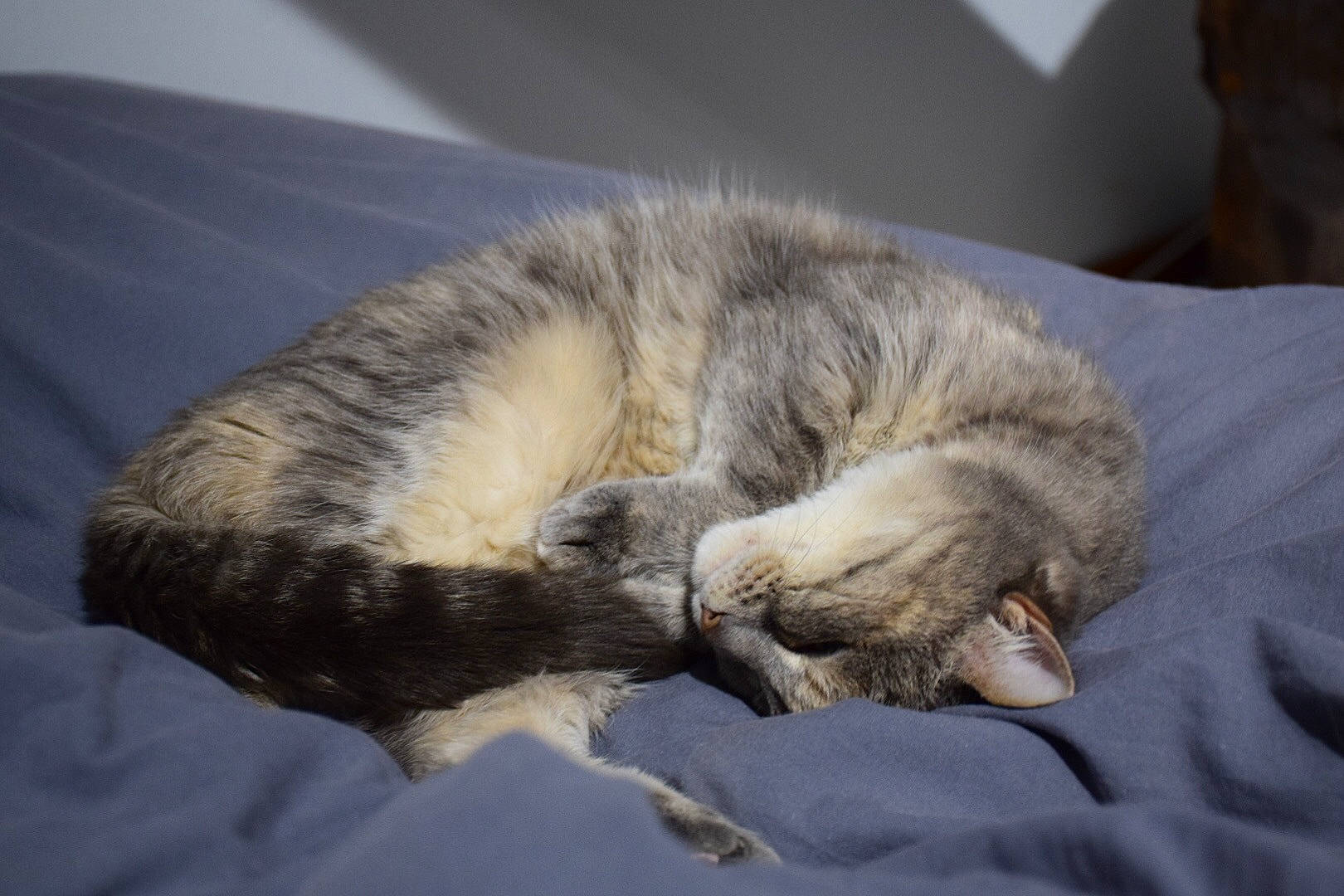 Doudoune a rejoint le concours — aidez-le/la à gagner de superbes lots ! bed, canidae, carnivore, cat, claw, comfort, domestic_short_haired_cat, felidae, fur, grey, linens, nap, paw, sleep, small_to_medium_sized_cats, snout, tail, terrestrial_animal, whiskers, wildlife