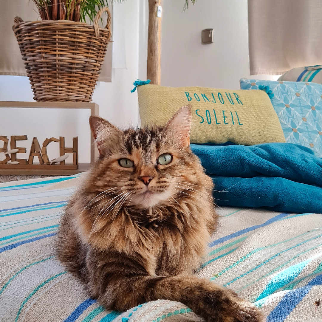 Perle participe au concours pour gagner de l'argent avec cette photo : animal, architecture, bed, bedroom, blanket, building, cat, couch, cushion, furniture, homedecor, indoors, interiordesign, jar, kitten, livingroom, pet, plant, pottedplant, room