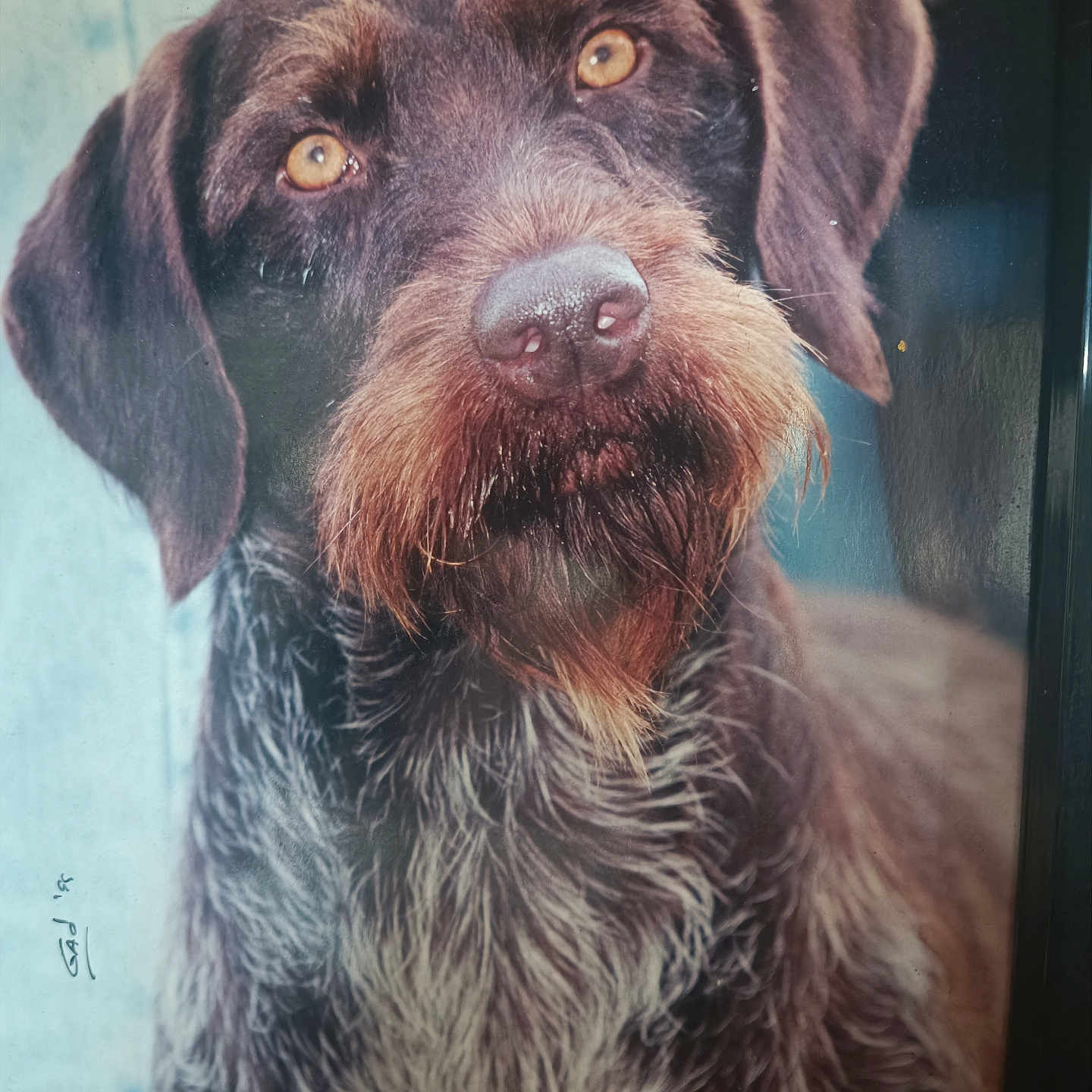 Lola a rejoint le concours — aidez-le/la à gagner de superbes lots ! animal, background_blur, brown, canine, close_up, dog, expression, eyes, face, fur, gray, head, looking, muzzle, nose, outdoor, pet, portrait, scruffy, whiskers