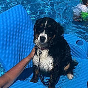 Maxine joined the competition — help win amazing prizes! dog, sunglasses, pool, water, float, blue, summer, pet, animal, leash, human_hand, child, swimming, sunlight, outdoor, relaxing, wet, fun, vacation, canine