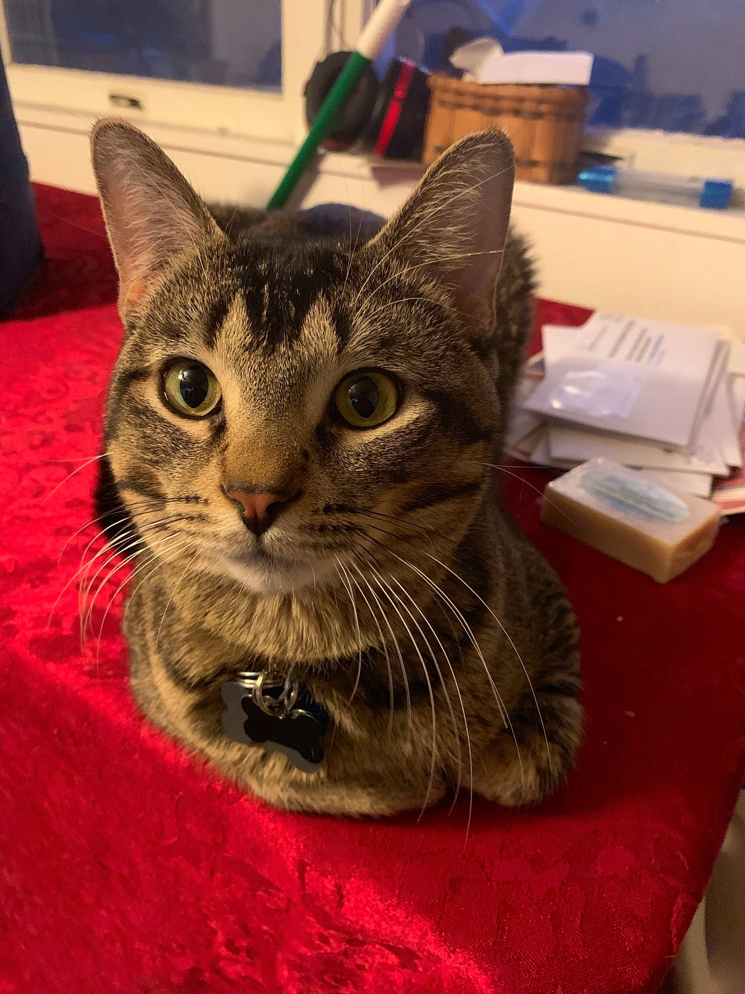 Harold joined the competition — help win amazing prizes! aegean_cat, american_shorthair, asian, australian_mist, california_spangled, carnivore, cat, chausie, domestic_short_haired_cat, dragon_li, egyptian_mau, european_shorthair, felidae, kitten, mammal, small_to_medium_sized_cats, snout, tabby_cat, toyger, whiskers