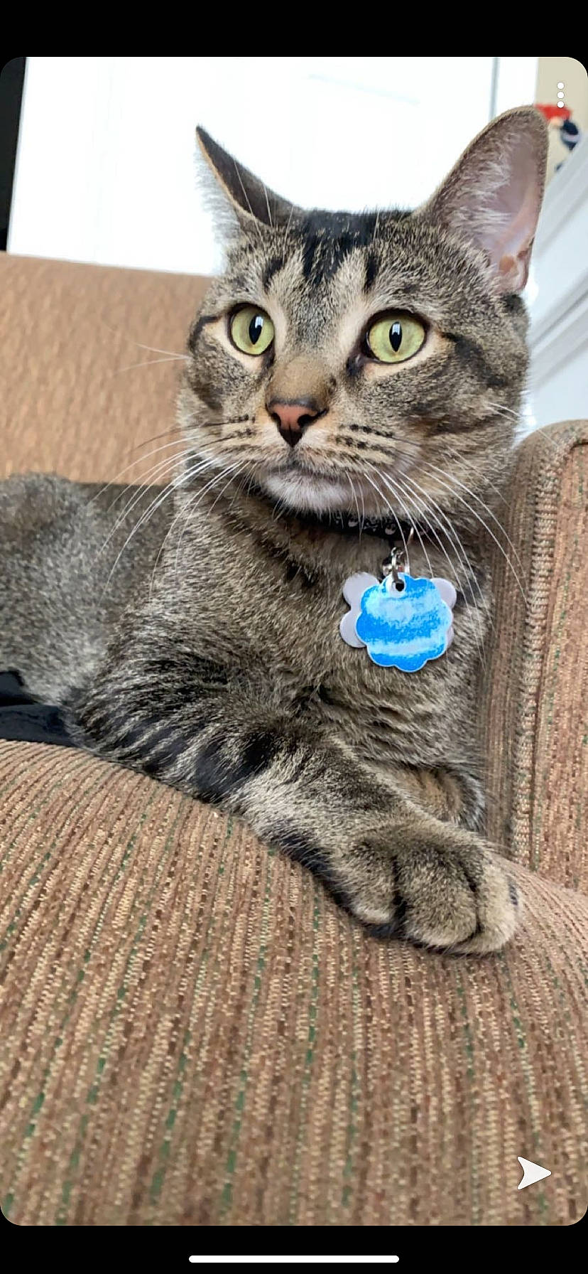 Harold is registered to the contest to win money with this photo: aegean_cat, american_bobtail, american_shorthair, asian, australian_mist, british_shorthair, california_spangled, carnivore, cat, domestic_short_haired_cat, dragon_li, european_shorthair, felidae, kitten, mammal, pixie_bob, small_to_medium_sized_cats, tabby_cat, vertebrate, whiskers