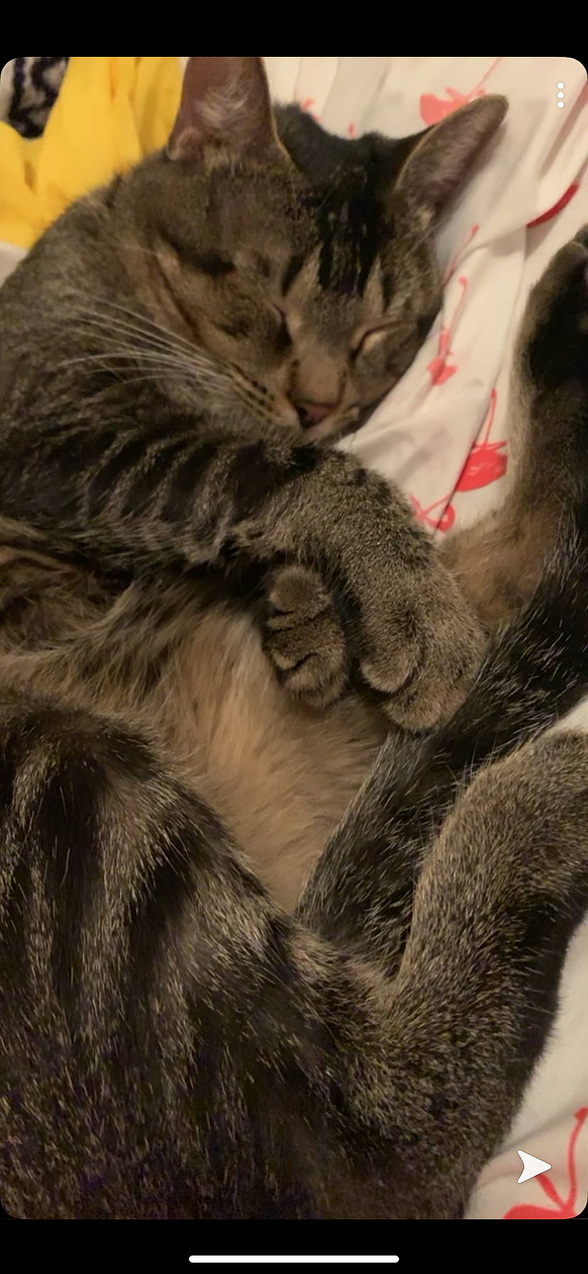 Harold is registered to the contest to win money with this photo: american_shorthair, asian, carnivore, cat, claw, domestic_short_haired_cat, ear, european_shorthair, felidae, fur, kitten, paw, pixie_bob, skin, small_to_medium_sized_cats, snout, tabby_cat, tail, whiskers