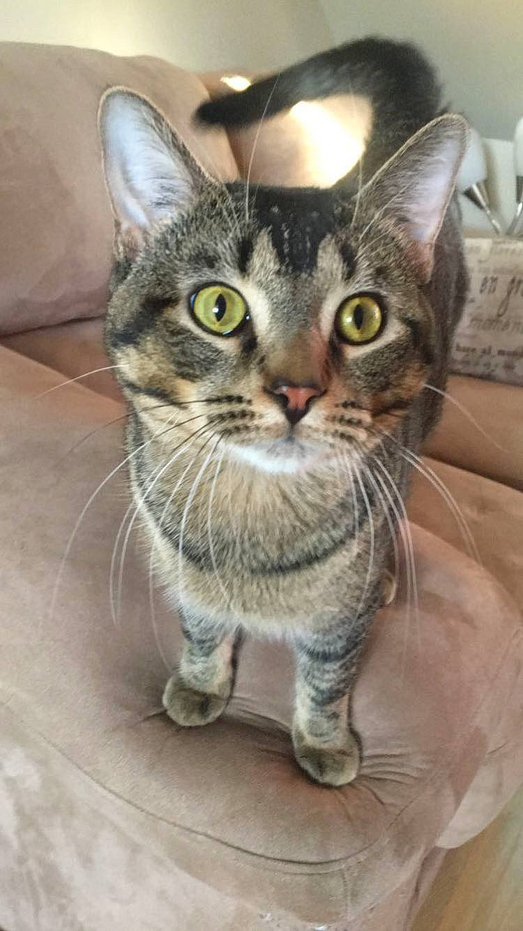 Harold is registered to the contest to win money with this photo: aegean_cat, american_bobtail, american_shorthair, american_wirehair, asian, australian_mist, carnivore, cat, domestic_short_haired_cat, dragon_li, european_shorthair, felidae, kitten, mammal, pixie_bob, small_to_medium_sized_cats, snout, tabby_cat, vertebrate, whiskers