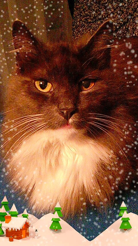 Zinou participe au concours pour gagner de l'argent avec cette photo : art, carnivore, cat, domestic_short_haired_cat, event, fawn, felidae, fur, grass, green, holiday, illustration, iris, paper_product, small_to_medium_sized_cats, snout, tail, terrestrial_animal, whiskers, window