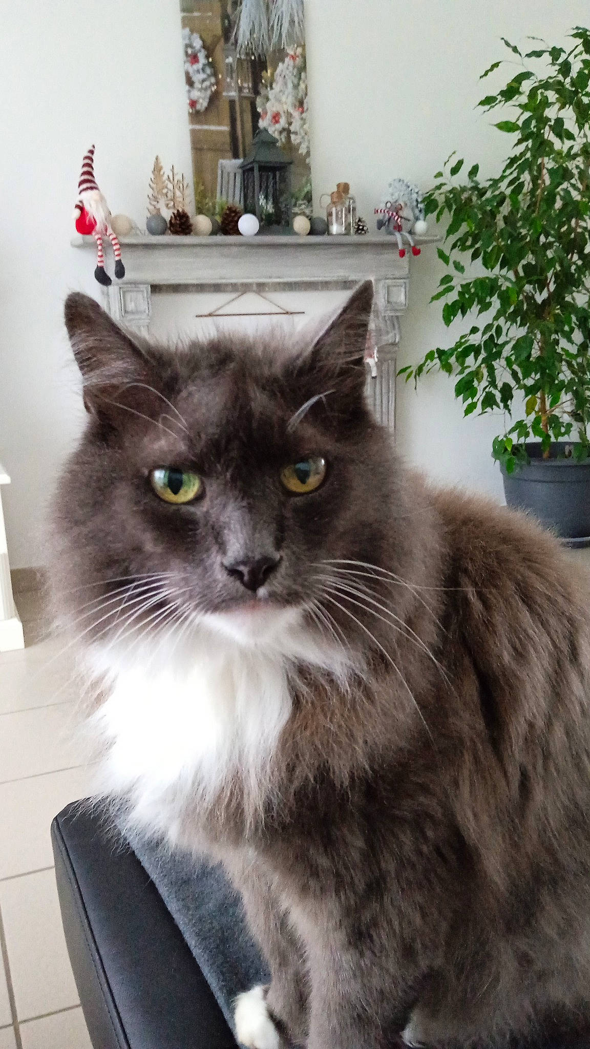 Zinou a rejoint le concours — aidez-le/la à gagner de superbes lots ! black_cat, box, british_longhair, carnivore, cat, domestic_short_haired_cat, felidae, flowerpot, fur, grey, houseplant, plant, small_to_medium_sized_cats, snout, tail, whiskers, window