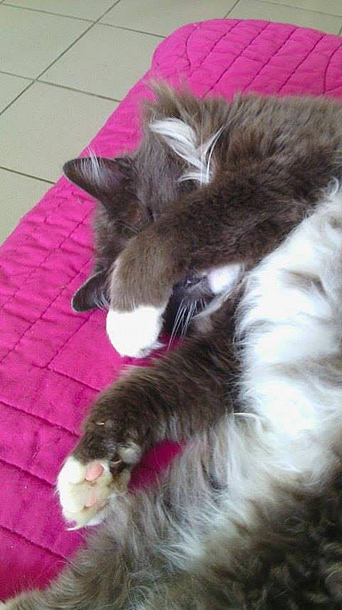 Zinou a rejoint le concours — aidez-le/la à gagner de superbes lots ! canidae, carnivore, cat, claw, companion_dog, dog_breed, domestic_short_haired_cat, fawn, felidae, flooring, fur, magenta, paw, small_to_medium_sized_cats, tail, whiskers