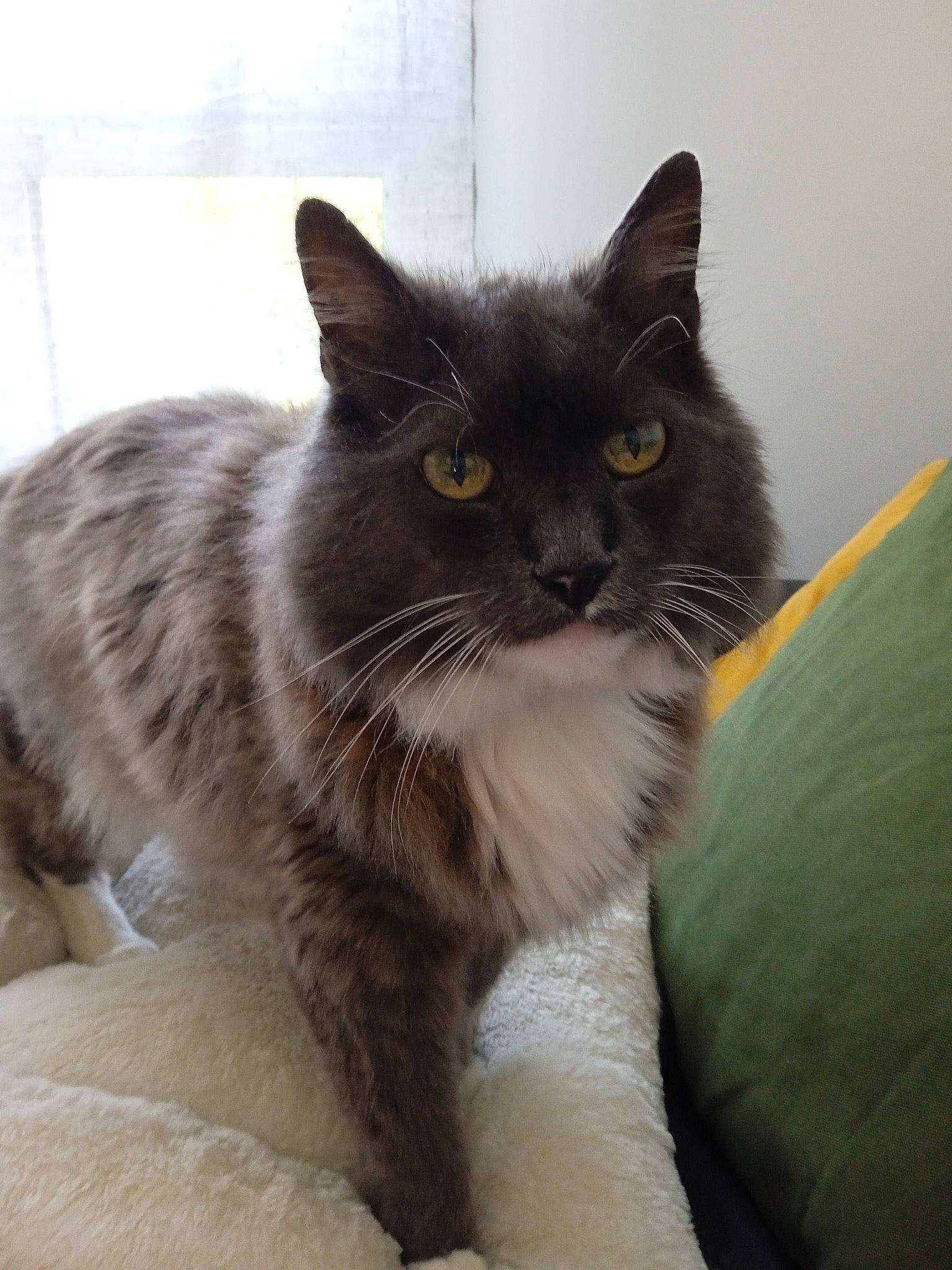 Zinou participe au concours pour gagner de l'argent avec cette photo : british_longhair, carnivore, cat, claw, comfort, domestic_short_haired_cat, felidae, fur, grey, paw, sitting, small_to_medium_sized_cats, snout, tail, terrestrial_animal, whiskers, window