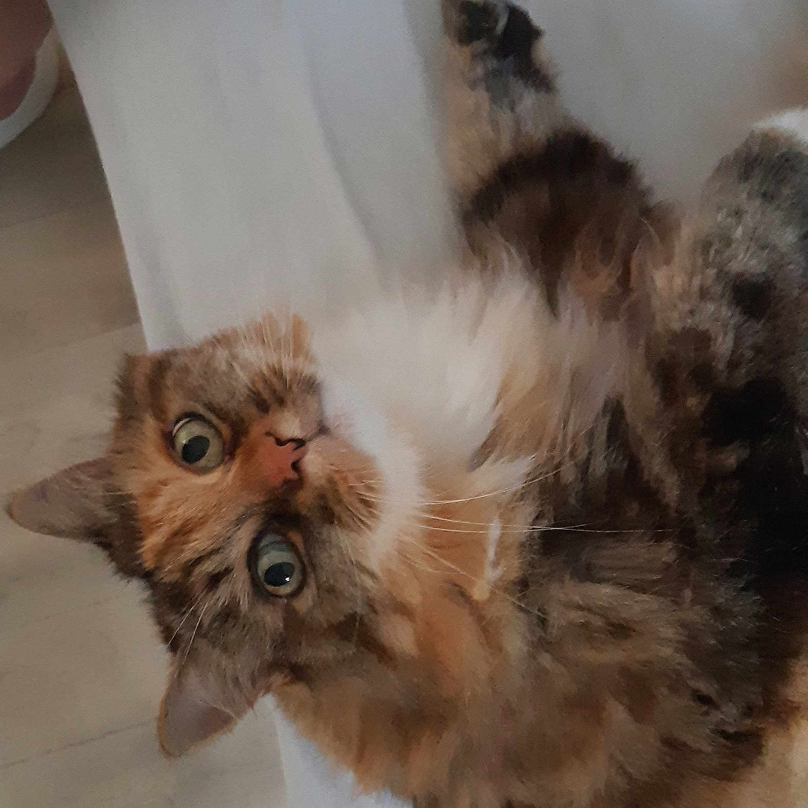Crapouche