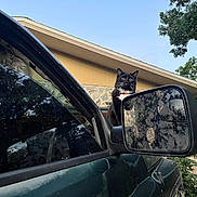 Mr. Bean joined the competition — help win amazing prizes! cat, tuxedo_cat, black_and_white, pet, animal, whiskers, green_eyes, collar, outdoor, vehicle, truck, side_mirror, car, house, roof, tree, garden, fence, blue_sky, portrait
