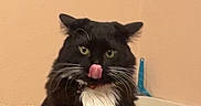 Mr. Bean is registered to the contest to win money with this photo: cat, black_cat, white_chest, fluffy, fur, whiskers, green_eyes, pink_tongue, licking, sitting, litter_box, litter_scoop, indoor, bathroom, peach_wall, pet, animal, portrait, funny_expression, close_up