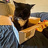 Mr. Bean is registered to the contest to win money with this photo: cat, black_and_white, fluffy, sitting, cardboard_box, bed, bedroom, indoor, pet, feline, whiskers, ears, long_hair, white_chest, black_fur, cozy, blanket, wall_art, household, portrait