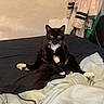 cat, tuxedo_cat, black_fur, white_fur, pink_paws, whiskers, yellow_eyes, pet, animal, sitting, bed, bedroom, blanket, bedding, laundry, clothing, indoor, portrait, funny_pose, household