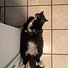 Mr. Bean joined the competition — help win amazing prizes! cat, black_and_white, tuxedo_cat, indoor, bathroom, tile_floor, radiator, pet, animal, feline, sitting, lying_down, fluffy, long_hair, white_chest, white_paws, tail, whiskers, human_feet, portrait