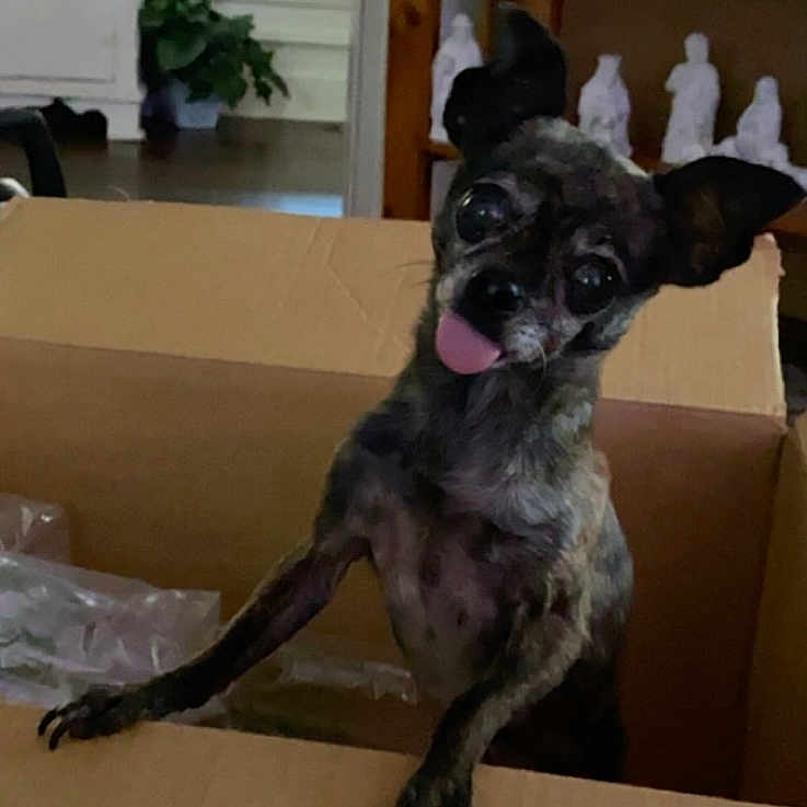 Rico is registered to the contest to win money with this photo: box, canidae, carnivore, companion_dog, dog, dog_breed, dog_supply, fawn, flowerpot, fur, houseplant, liver, plant, shipping_box, snout, sporting_group, tail, toy_dog, whiskers, working_animal