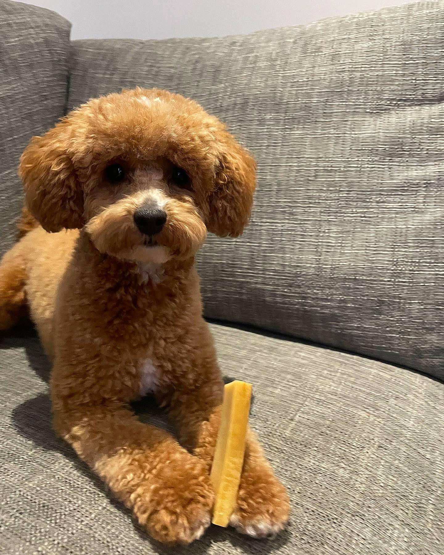 Elsie joined the competition — help win amazing prizes! carnivore, companion_dog, dog, dog_breed, dog_collar, fawn, fur, labradoodle, liver, maltepoo, pet_supply, poodle, puppy, sporting_group, terrier, toy, toy_dog, water_dog, wood, working_animal