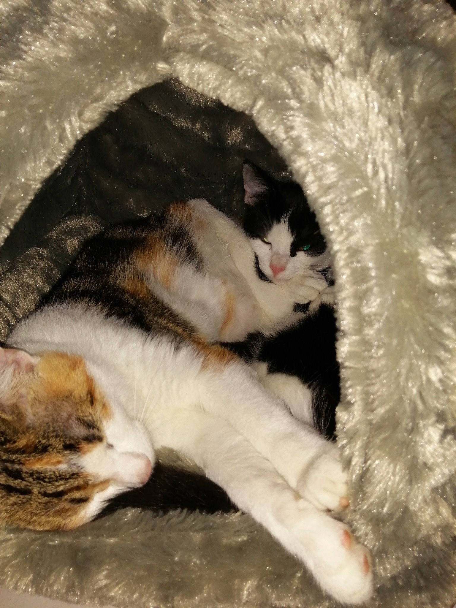 Angela Et Amelia participe au concours pour gagner de l'argent avec cette photo : carnivore, cat, cat_supply, claw, comfort, domestic_short_haired_cat, fawn, felidae, fur, mammal, nap, paw, sand, sleep, small_to_medium_sized_cats, snout, tail, terrestrial_animal, vertebrate, whiskers