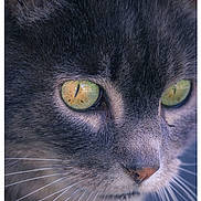 Pilou participe au concours pour gagner de l'argent avec cette photo : cat, close_up, green_eyes, whiskers, fur, face, pet, animal, portrait, mammal, feline, nose, ears, sharp_focus, detailed, cute, domestic_cat, soft_light, curious, alert
