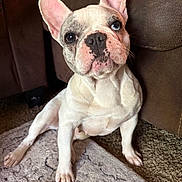 Blanca joined the competition — help win amazing prizes! animal, brown_fur, canine, carpet, closeup, companion, couch, cute, dog, ears, eyes, face, french_bulldog, indoor, looking, nose, paw, pet, sitting, white_fur