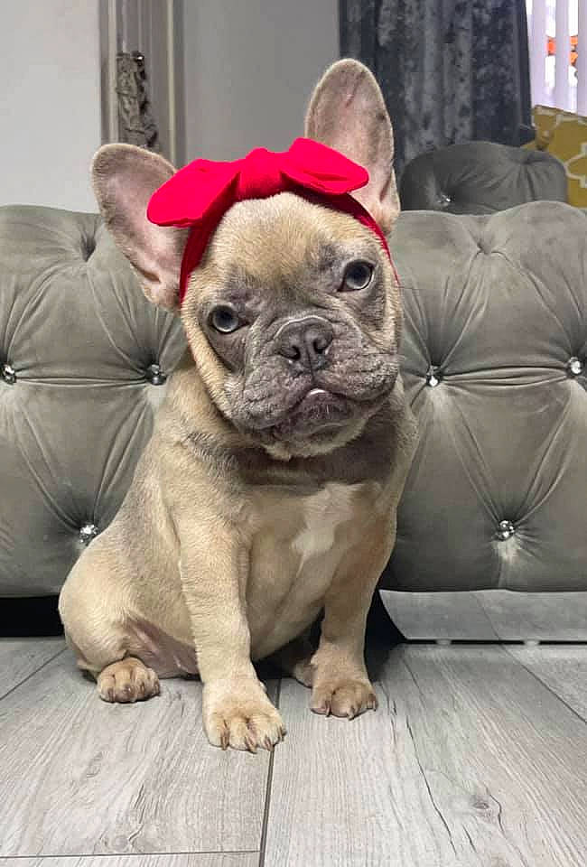 Storm joined the competition — help win amazing prizes! canidae, carnivore, chair, comfort, companion_dog, couch, dog, dog_breed, fawn, flooring, linens, pug, snout, sporting_group, terrestrial_animal, toy_dog, whiskers, wood, working_animal, wrinkle