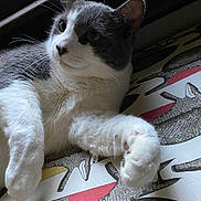 Pete joined the competition — help win amazing prizes! cat, gray, white, fur, whiskers, paw, relaxed, indoor, patterned_surface, curious, animal, pet, closeup, portrait, feline, soft_light, resting, cozy, cute, domestic_cat