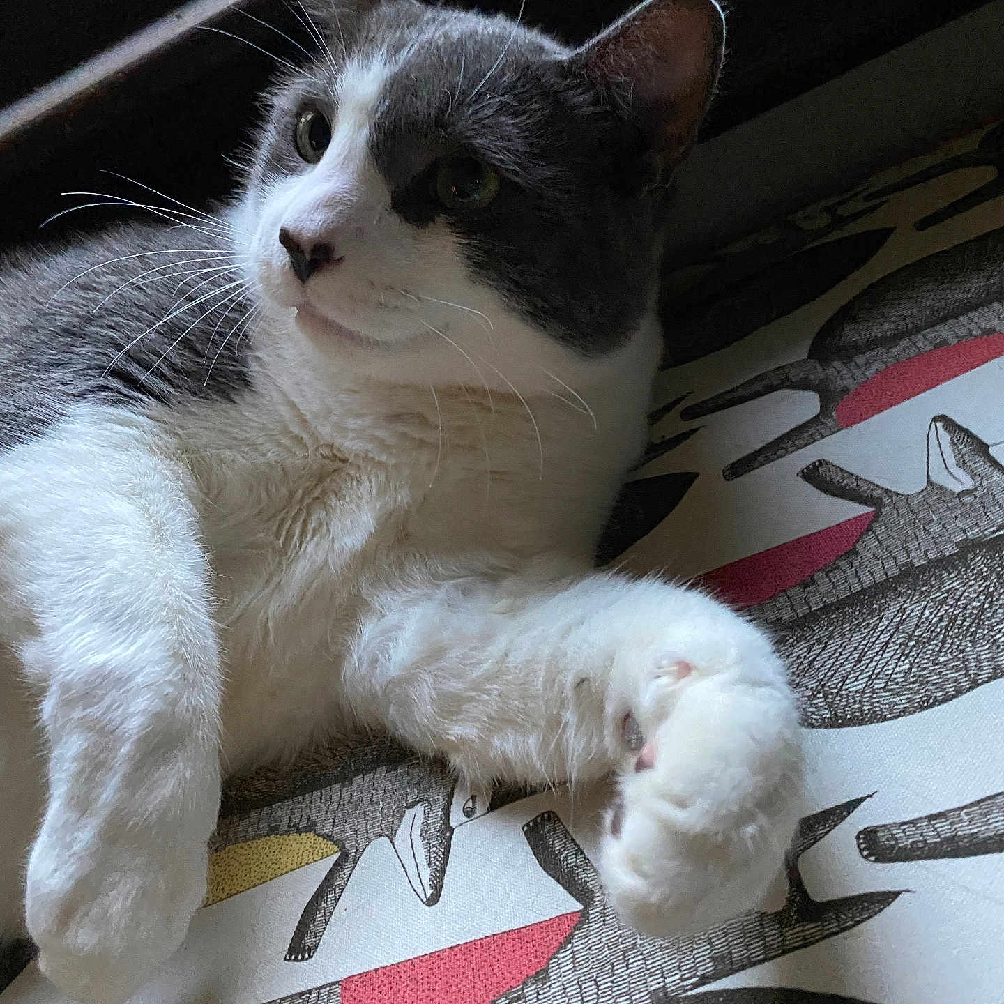 Pete joined the competition — help win amazing prizes! cat, gray, white, fur, whiskers, paw, relaxed, indoor, patterned_surface, curious, animal, pet, closeup, portrait, feline, soft_light, resting, cozy, cute, domestic_cat