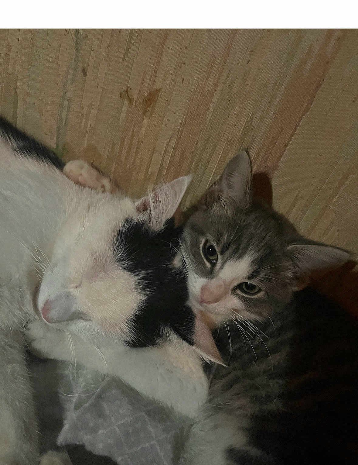 Pooh joined the competition — help win amazing prizes! cat, cats, sleeping, snuggling, feline, pet, indoor, couch, fur, closeup, resting, cozy, animal, mammal, whiskers, cute, domestic, friendship, two, companions