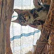 Baya participe au concours pour gagner de l'argent avec cette photo : kitten, cat, wood, wooden_structure, paw, curtain, indoor, pet, playful, feline, animal, curious, striped, rope, cozy, home, soft_light, brown, white, ears